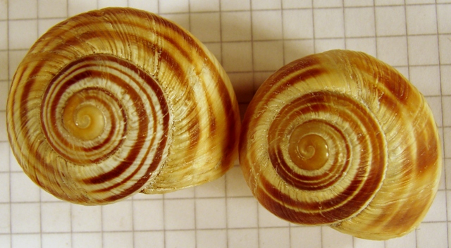 Variazioni in Helix ligata